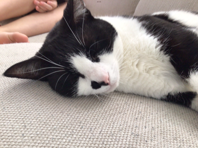 Queenie's cute sleeping face