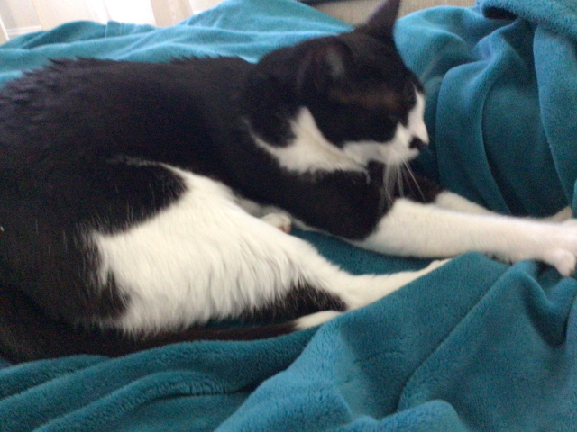 Queenie kneeding her favorite Blue Blanky